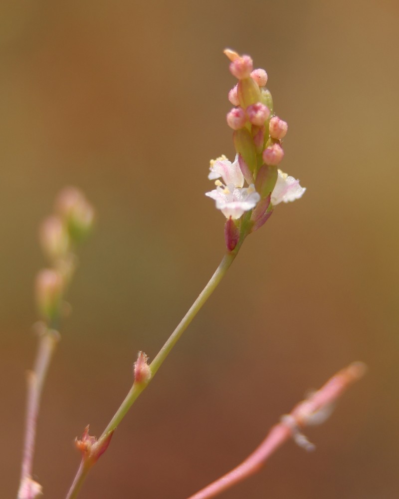 Boerhavia coulteri var. coulteri photo 6