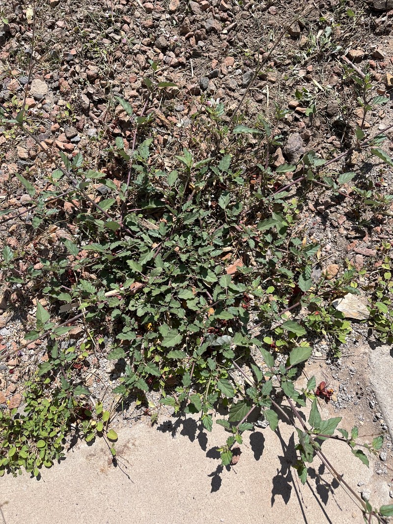 Boerhavia coulteri var. coulteri photo 8