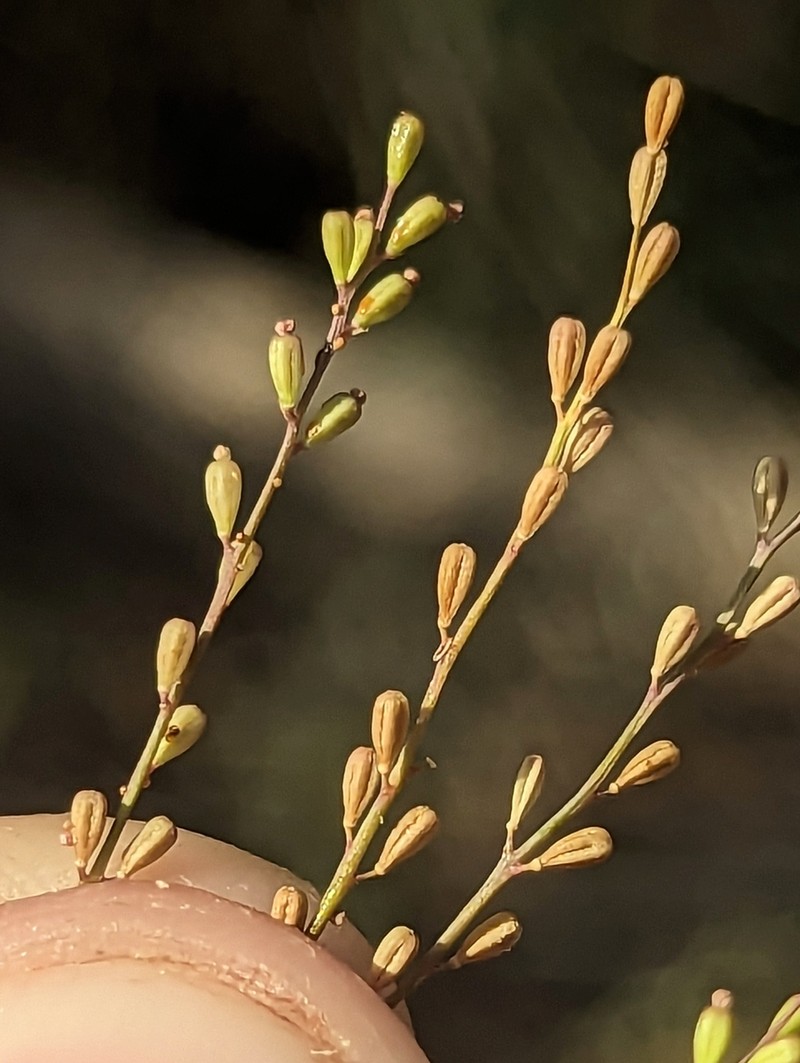 Boerhavia coulteri var. palmeri
