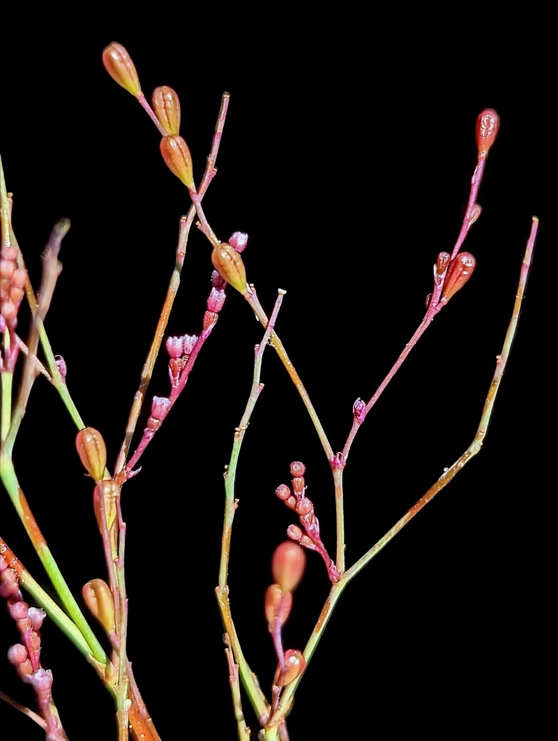 Boerhavia coulteri var. palmeri photo 4