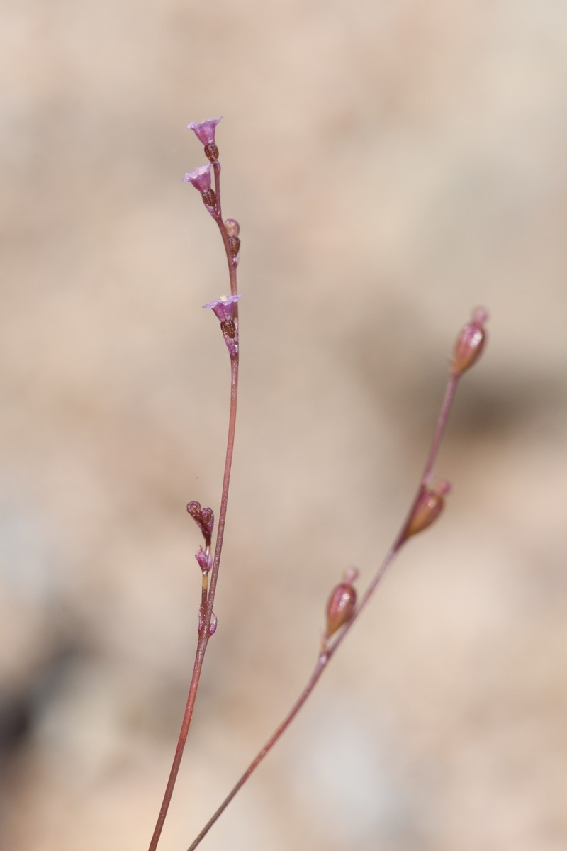 Boerhavia coulteri var. palmeri photo 7