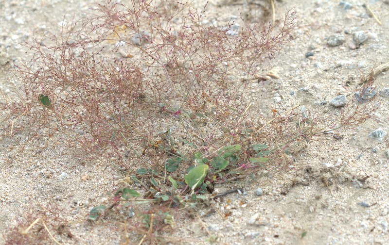 Boerhavia coulteri var. palmeri photo 8