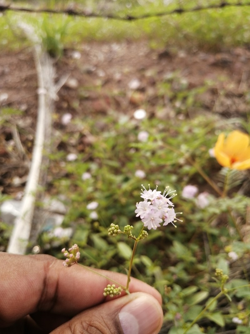 Erect Spiderling photo 3