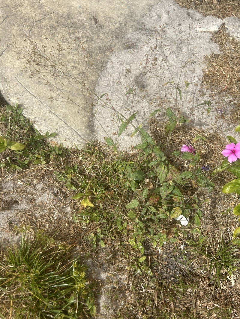 Erect Spiderling photo 7