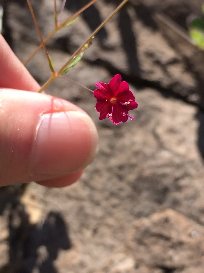 Slimstalk Spiderling photo 2