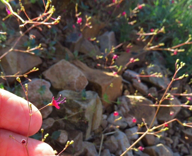 Slimstalk Spiderling photo 3
