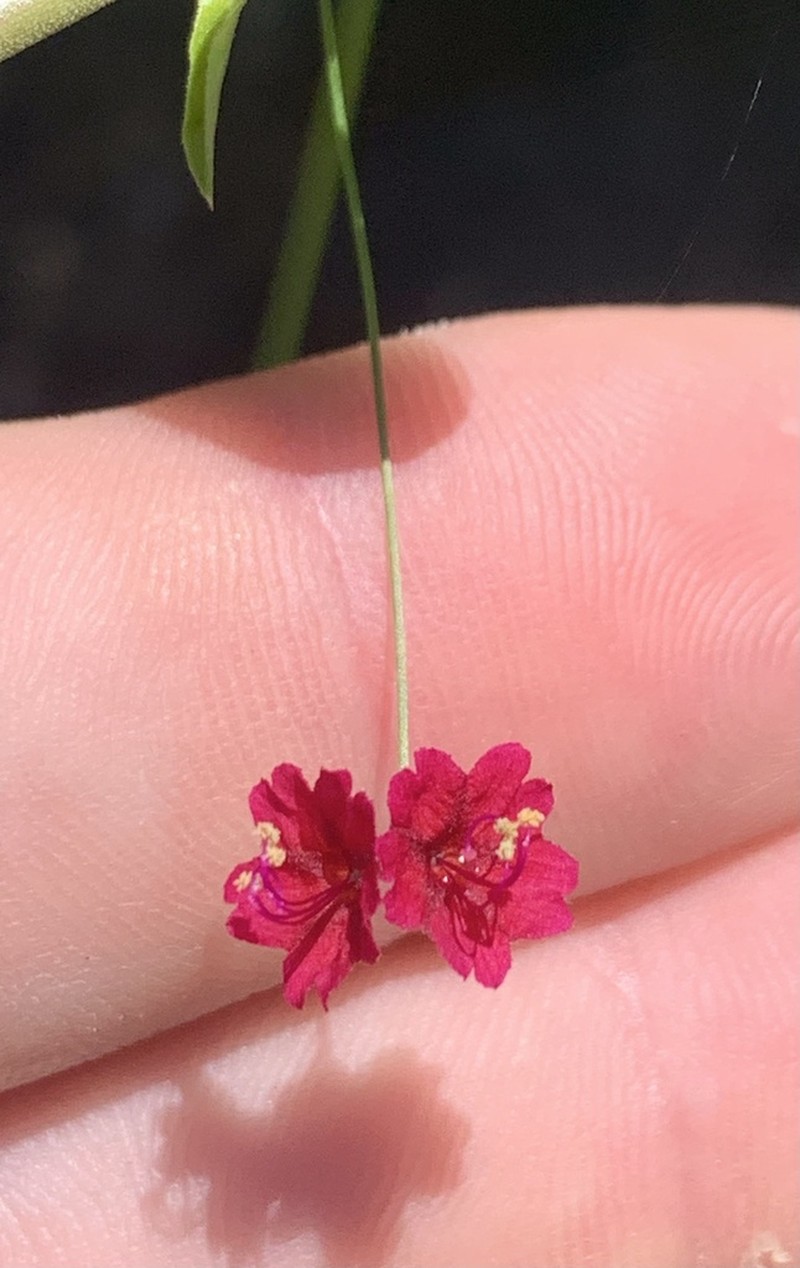 Slimstalk Spiderling photo 4