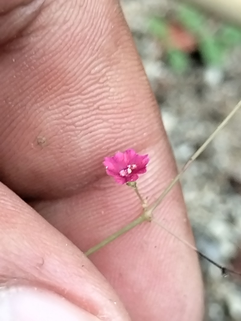 Slimstalk Spiderling photo 5