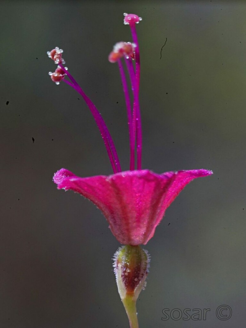 Slimstalk Spiderling photo 6