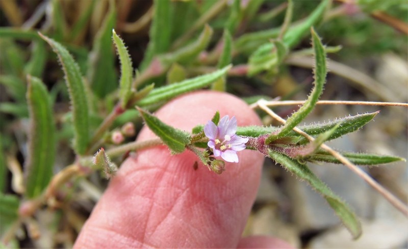 Narrowleaf Spiderling