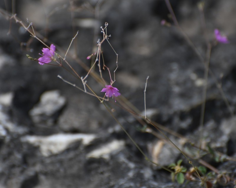 Narrowleaf Spiderling photo 2