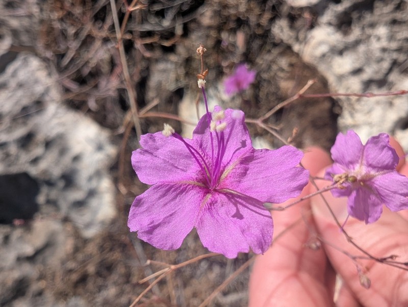 Narrowleaf Spiderling photo 3