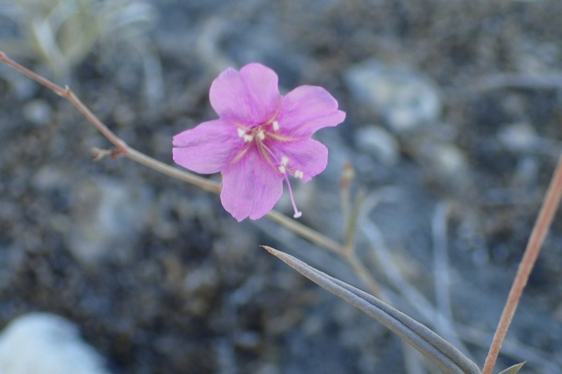 Narrowleaf Spiderling photo 6