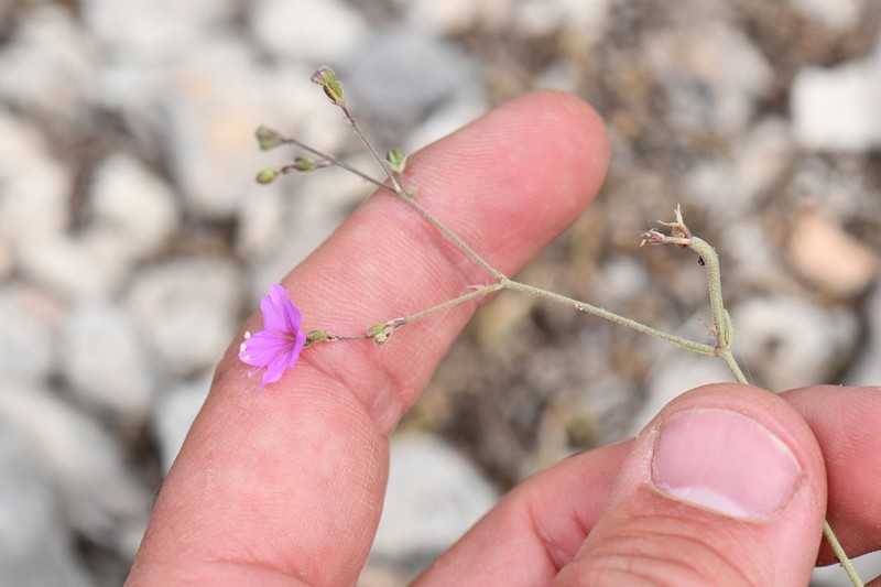 Narrowleaf Spiderling photo 7