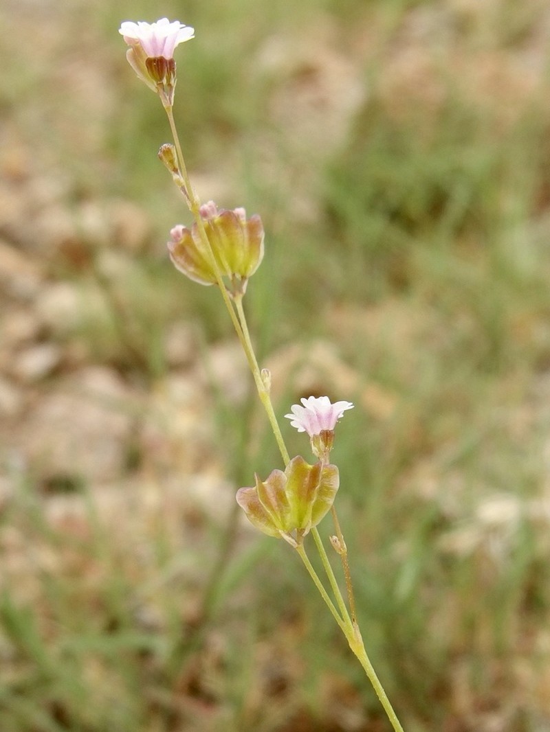 Tucson Mountain Spiderling