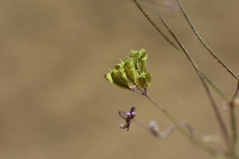 Tucson Mountain Spiderling photo 2