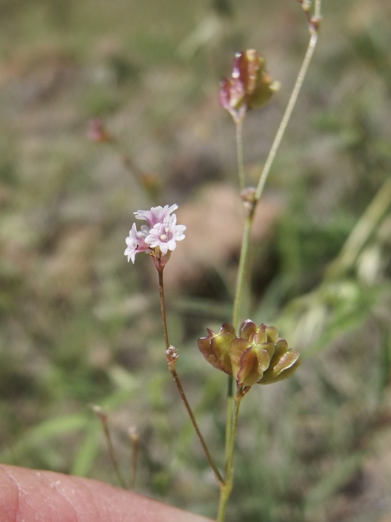 Tucson Mountain Spiderling photo 3