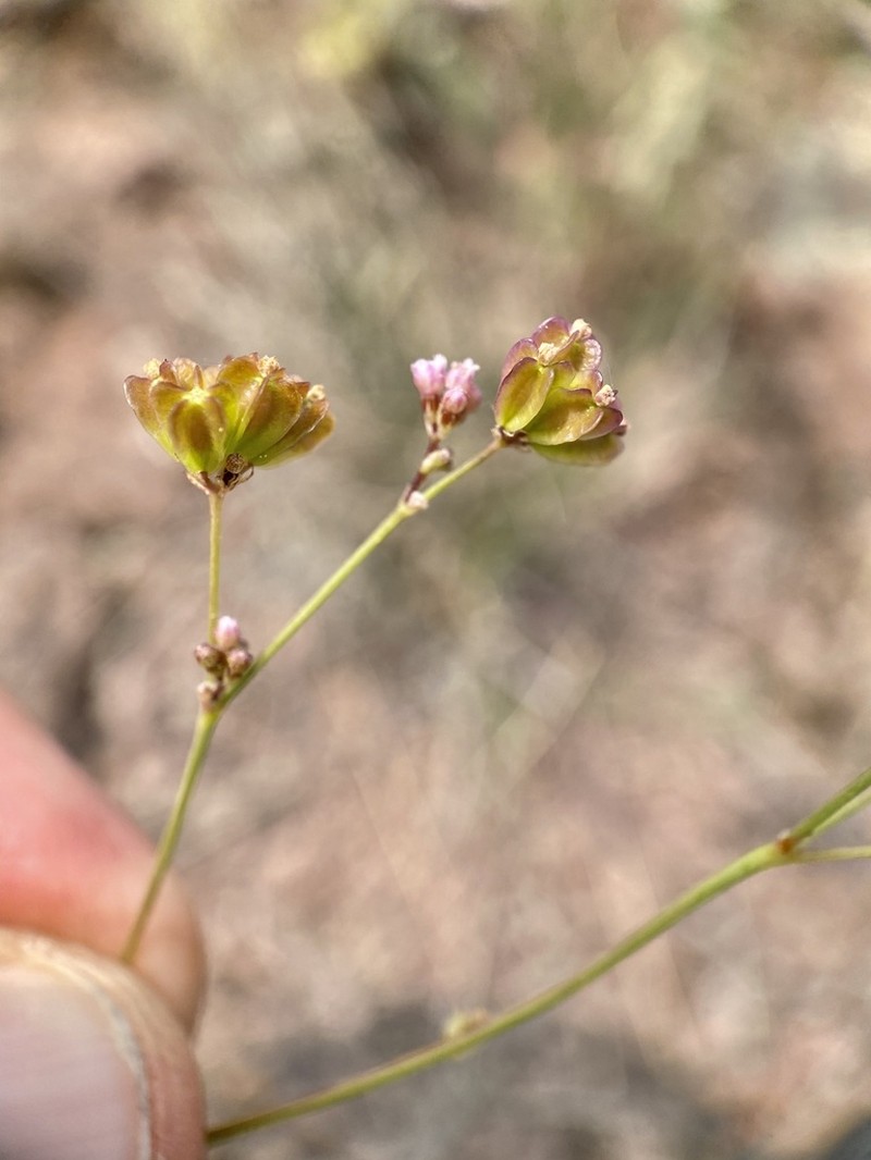 Tucson Mountain Spiderling photo 4