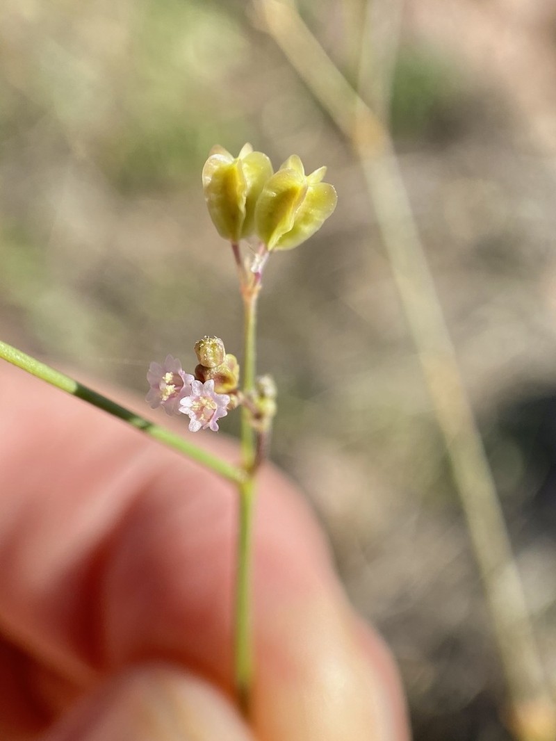 Tucson Mountain Spiderling photo 5