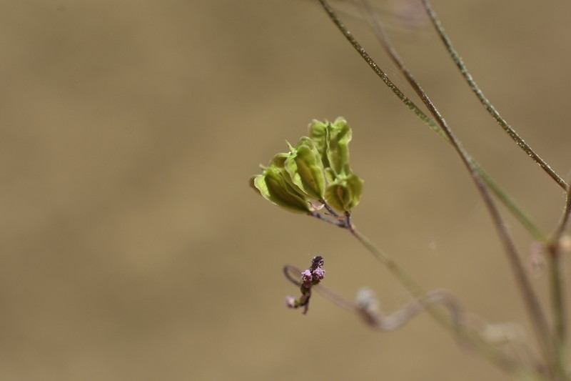 Tucson Mountain Spiderling photo 7