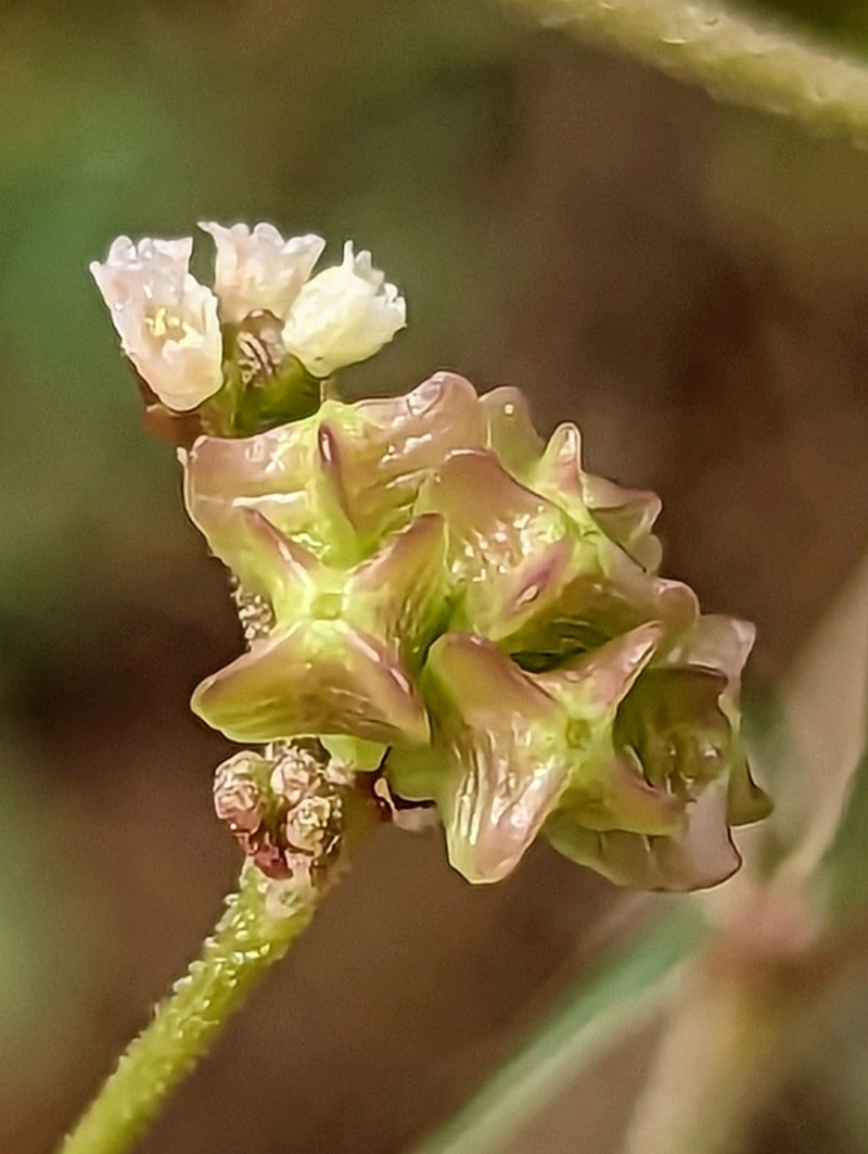 Apache Pass Spiderling photo 3