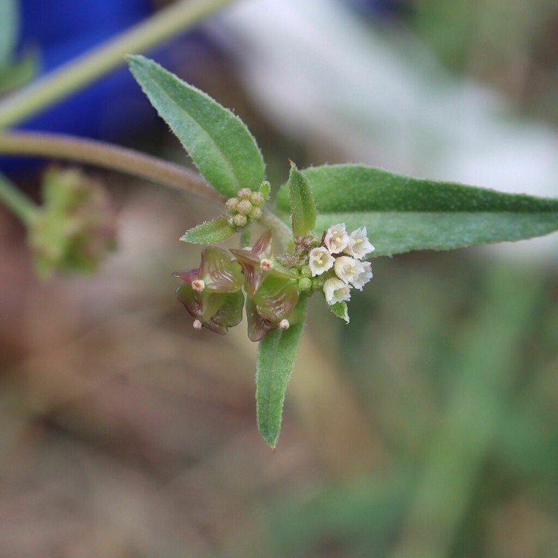 Apache Pass Spiderling photo 5