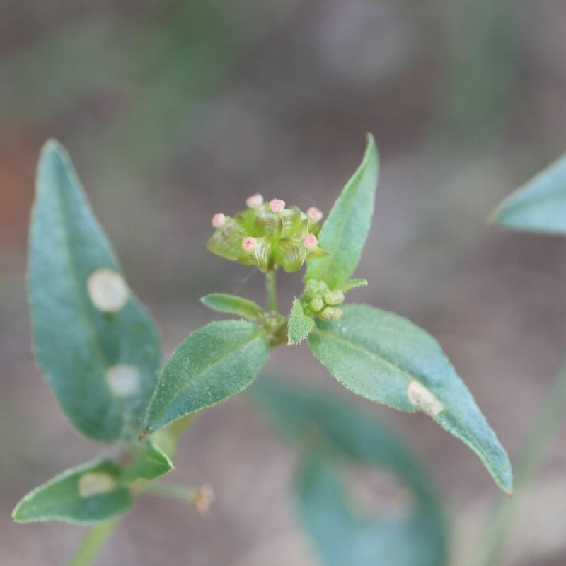 Apache Pass Spiderling photo 8