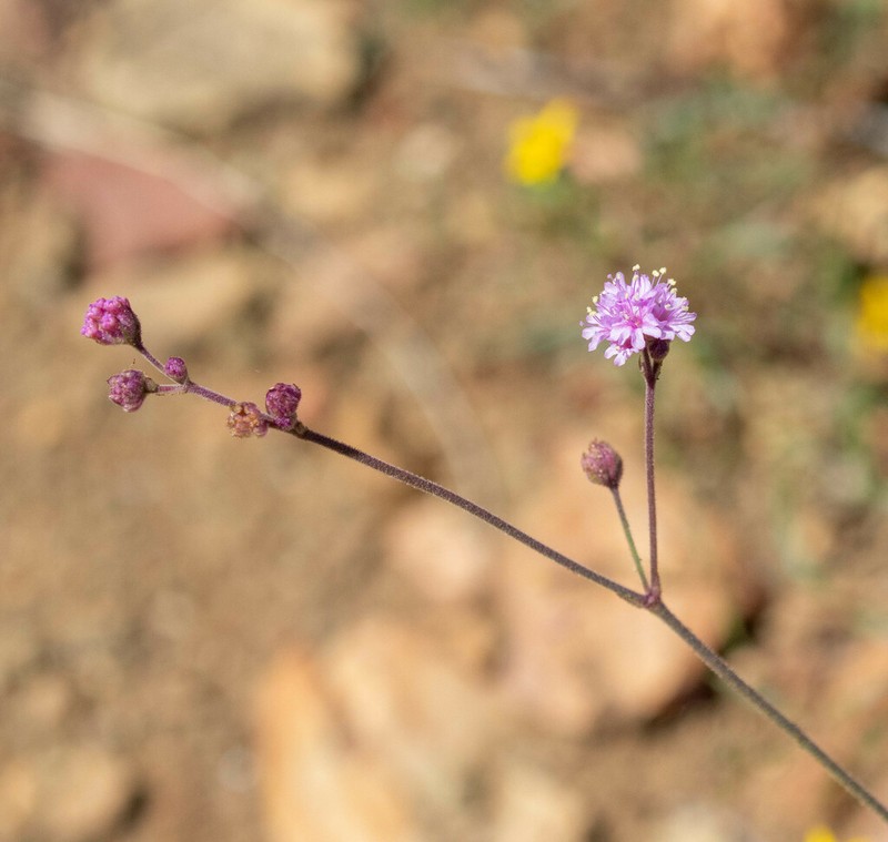 Purple Spiderling