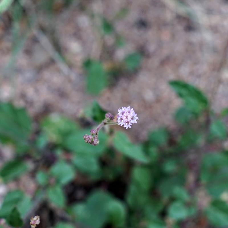 Purple Spiderling photo 2