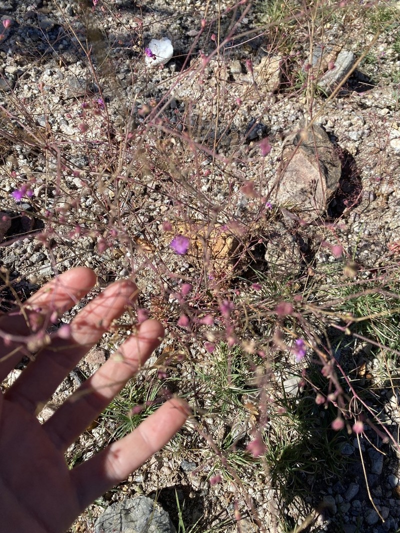 Purple Spiderling photo 4