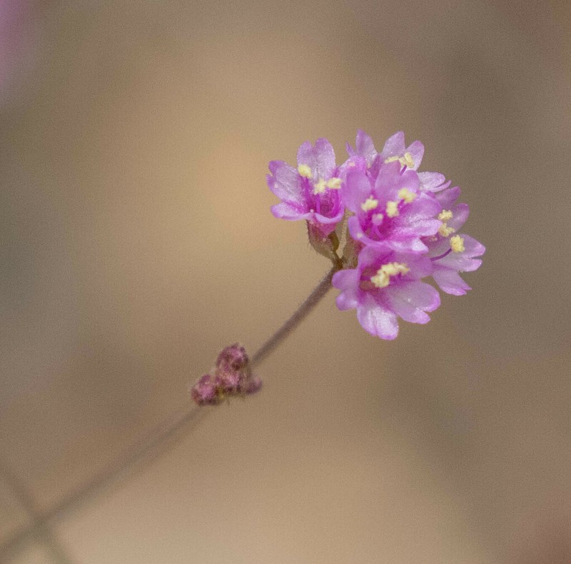 Purple Spiderling photo 5