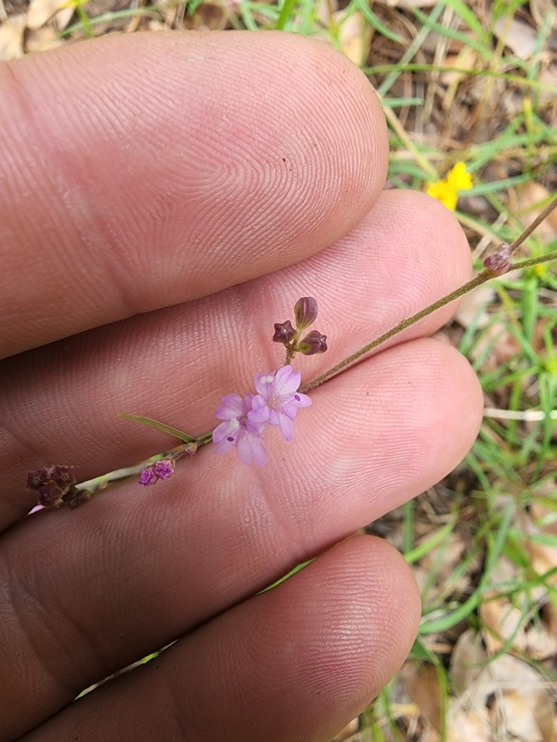 Purple Spiderling photo 6