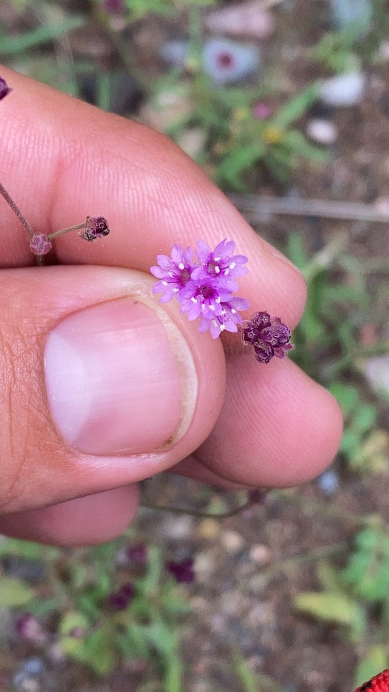 Purple Spiderling photo 7