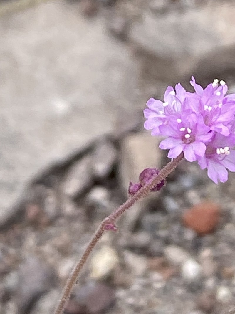 Purple Spiderling photo 8