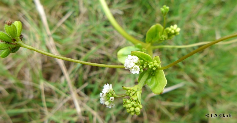 Anena photo 6
