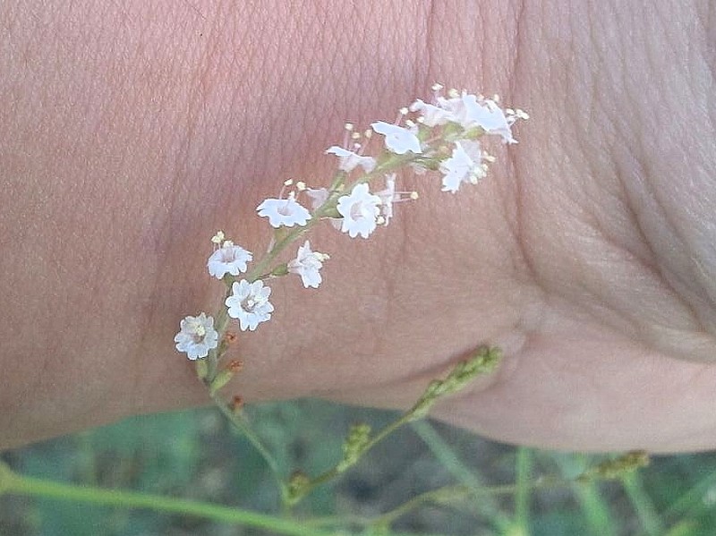Creeping Spiderling photo 6