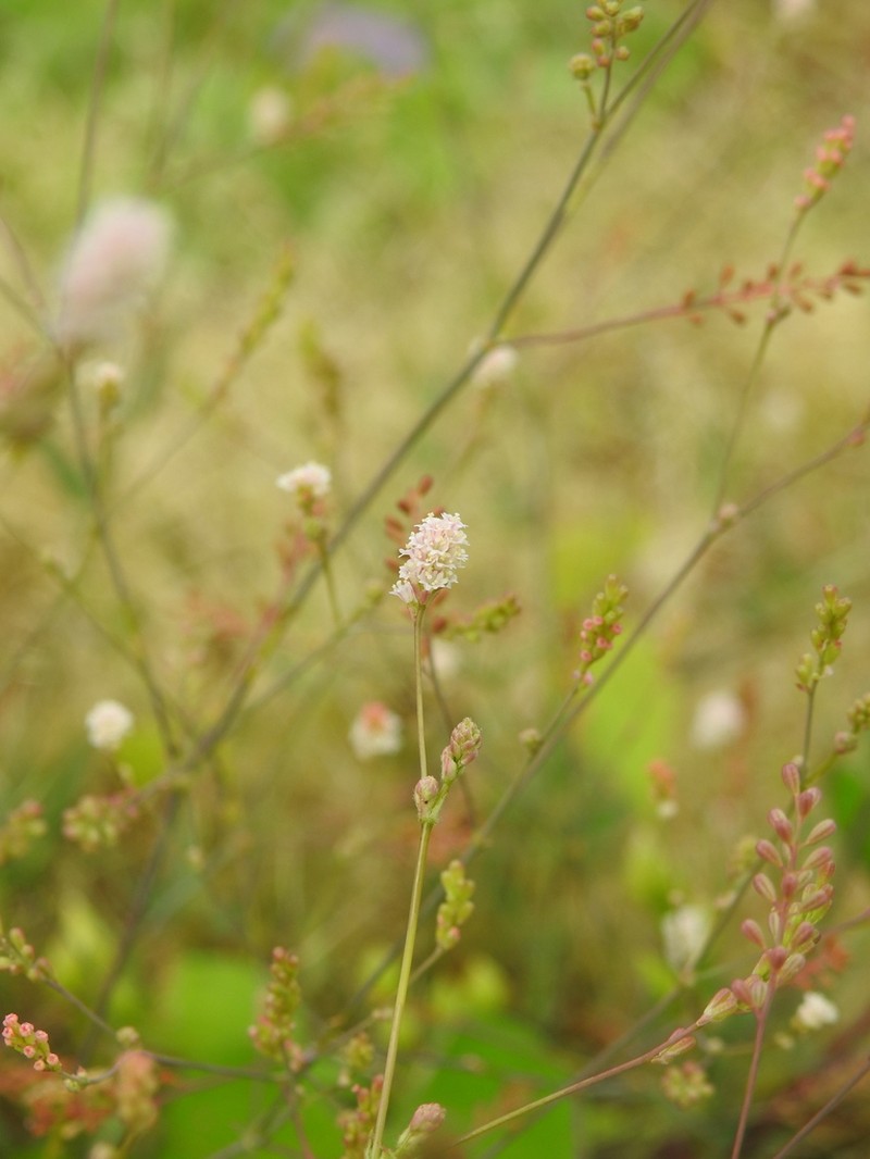 Creeping Spiderling photo 8