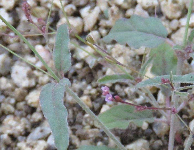 Boerhavia torreyana