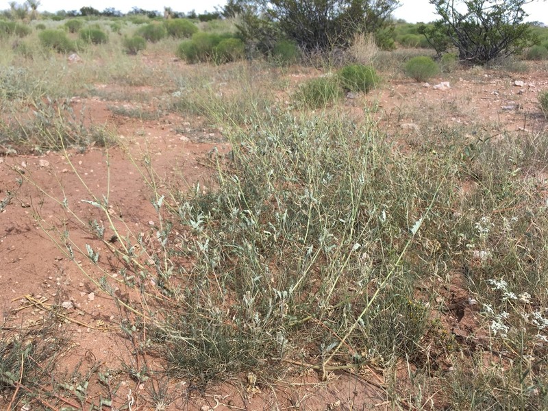 Boerhavia torreyana photo 3