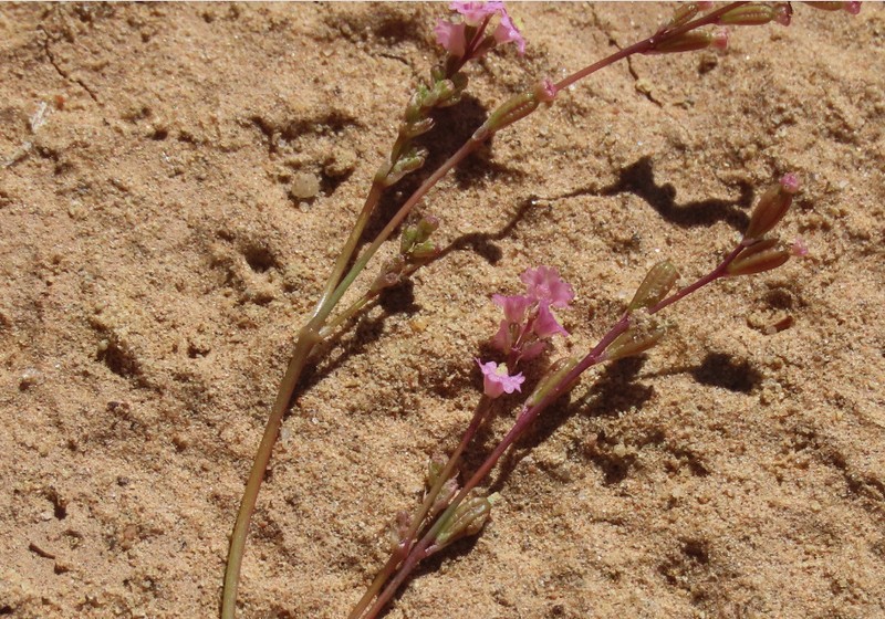 Boerhavia torreyana photo 4