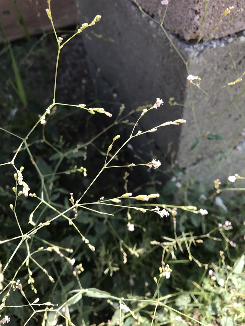 Boerhavia torreyana photo 8