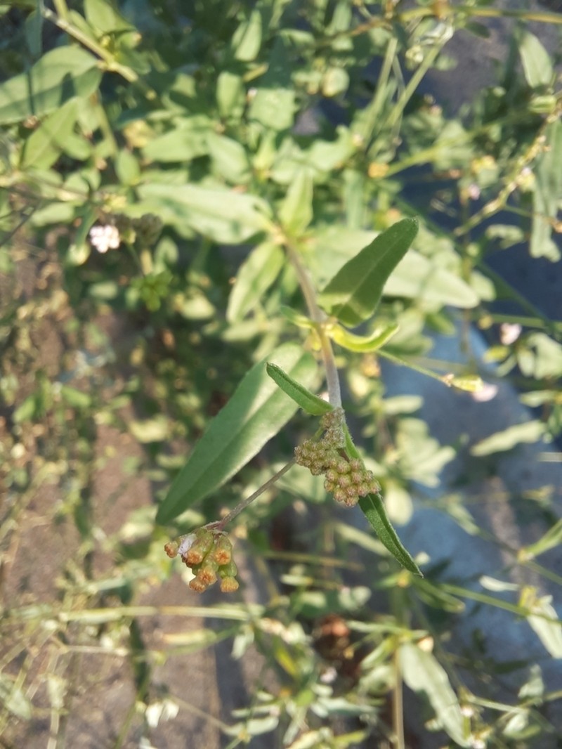 Slender Spiderling photo 3