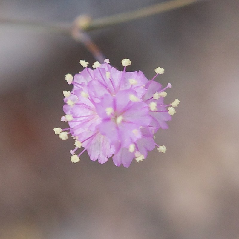 Slender Spiderling photo 6