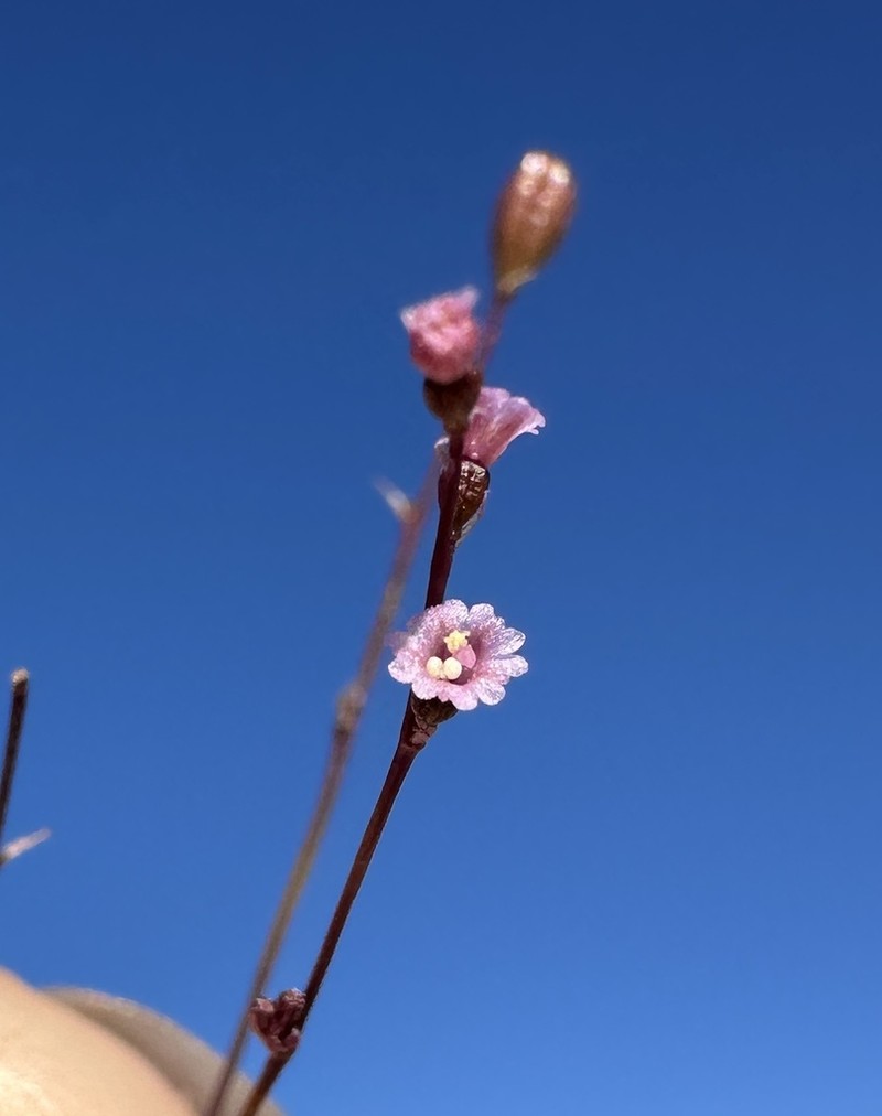 Slender Spiderling photo 7