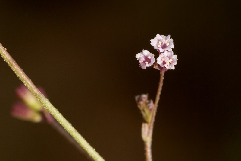Slender Spiderling