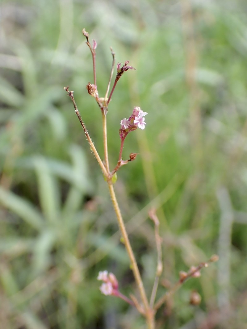 Fivewing Spiderling photo 2