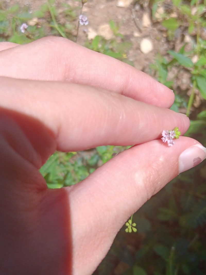 Fivewing Spiderling photo 4
