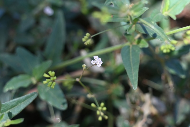 Fivewing Spiderling photo 5