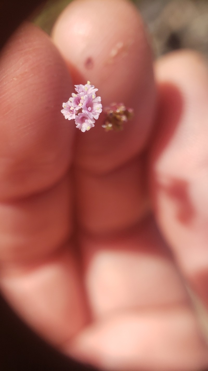 Fivewing Spiderling photo 7