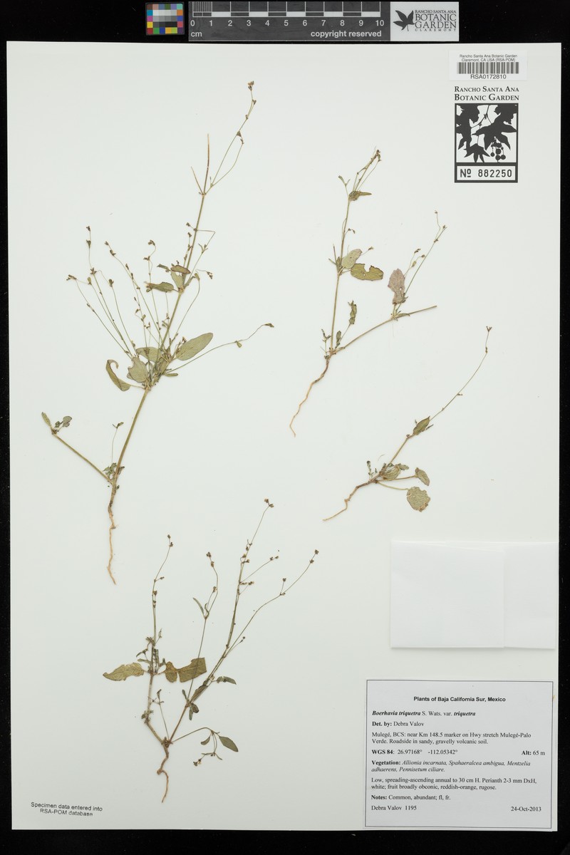Boerhavia triquetra var. triquetra photo 2